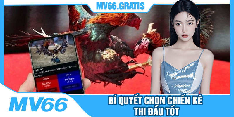 Bí Quyết Chọn Chiến Kê Thi Đấu Tốt
