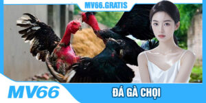 Gà Chọi Ở MV66