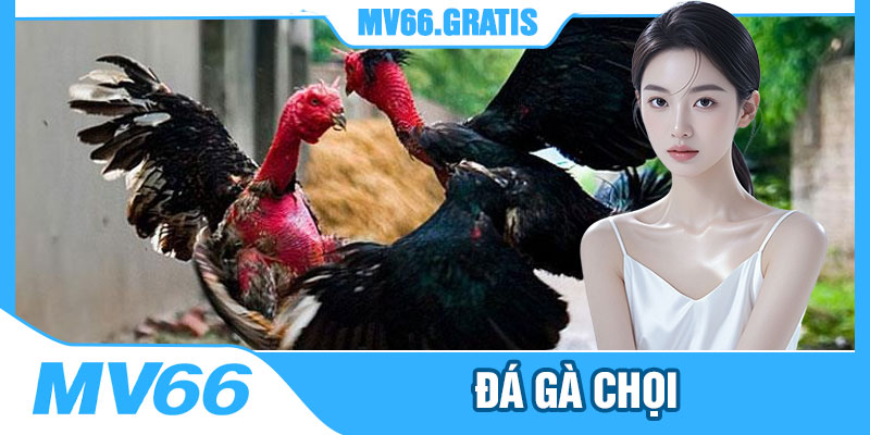 Gà Chọi Ở MV66