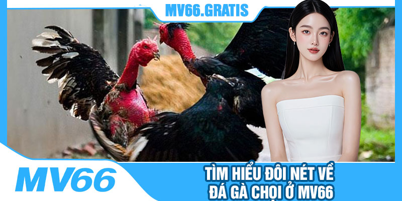 Tìm Hiểu Đôi Nét Về Đá Gà Chọi Ở MV66
